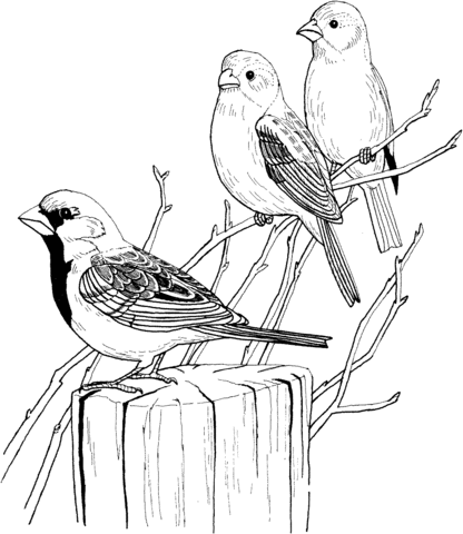 Three House Sparrows Coloring Page